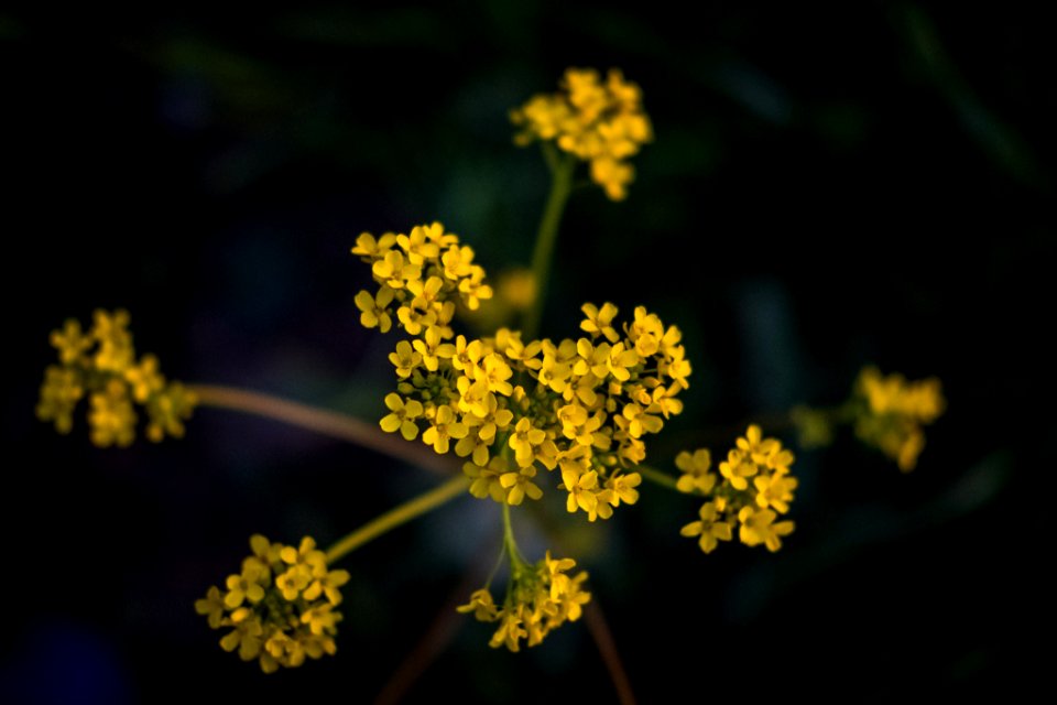 Dscf (259502887)