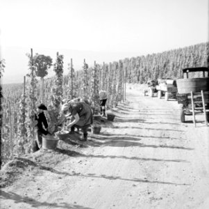 Druivenplukkers aan het werk, Bestanddeelnr 254-4143