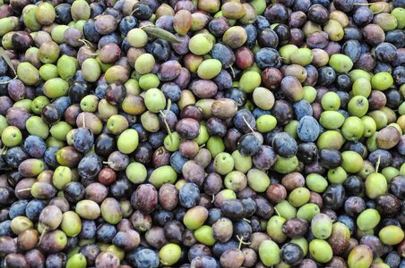 Olive plantation plantation spain