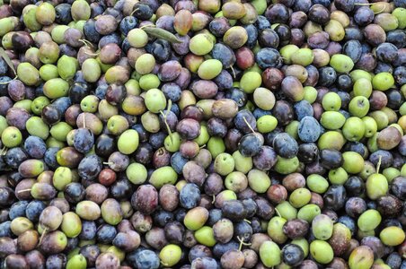 Olive plantation plantation spain photo