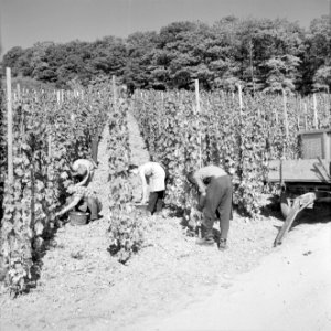 Druivenplukkers aan het werk, Bestanddeelnr 254-4150