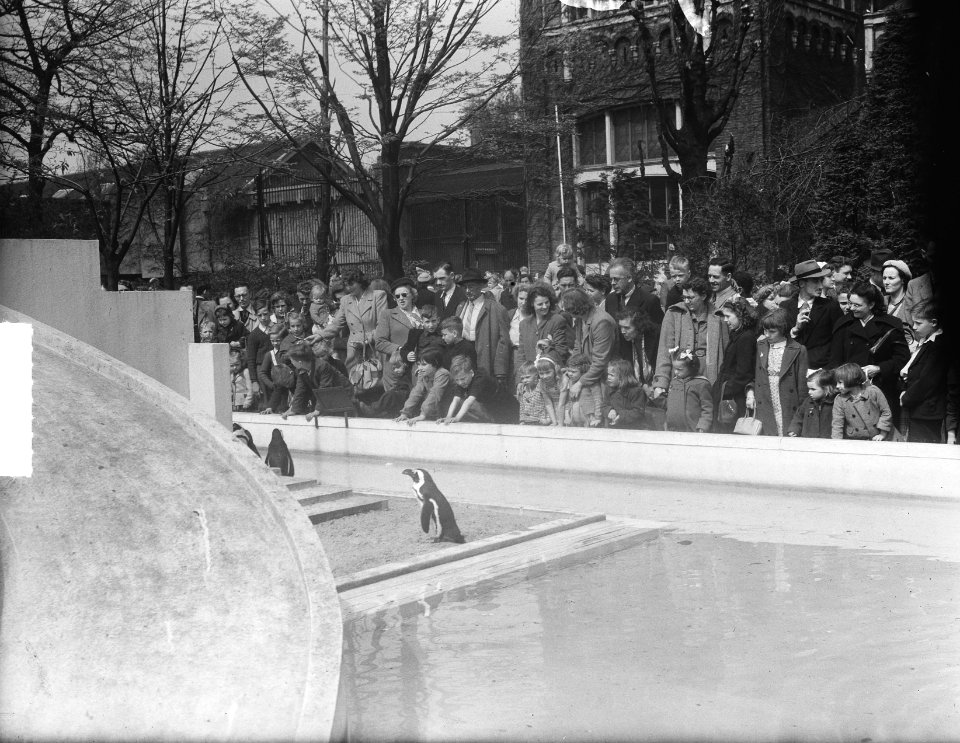Drukte in Artis op Hemelvaartsdag, Bestanddeelnr 904-5501