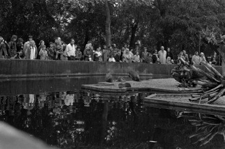 Drukte in Artis op Hemelvaartsdag, Bestanddeelnr 926-4486