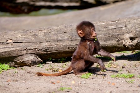 Dschelada-Baby.Tierpark.Friedrichsfelde