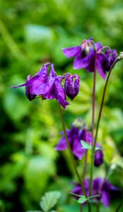 Dscf (259503337)