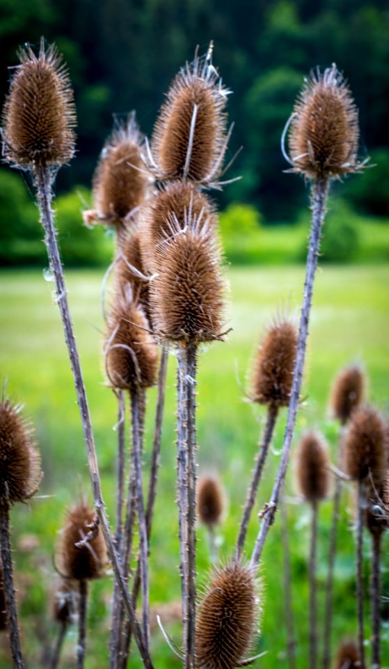 Dscf (259503351)