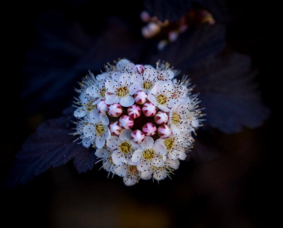 Dscf (259503377)