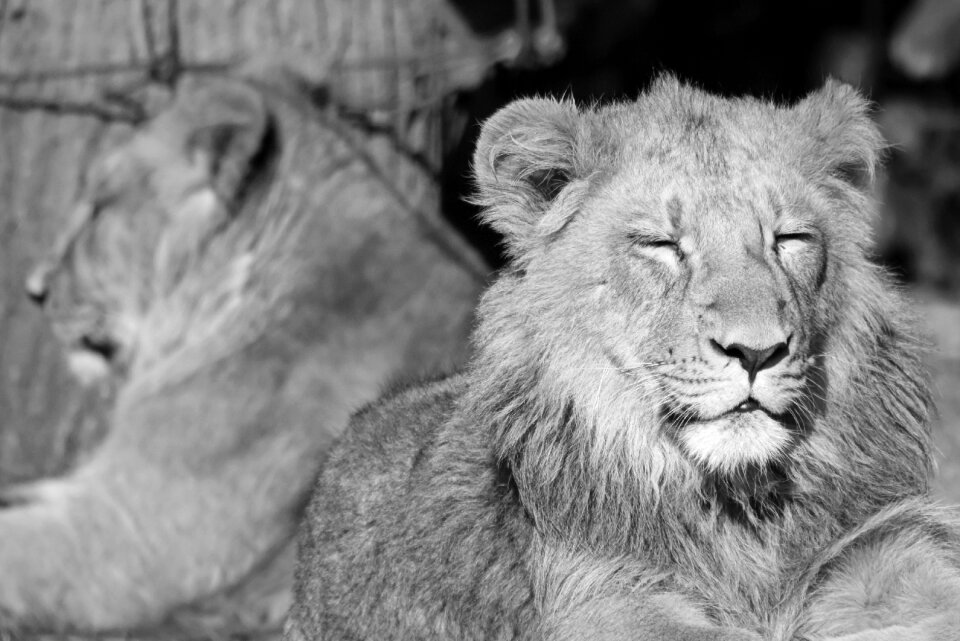Feline predator mammal