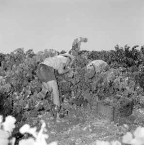 Druivenpluk in de wijngaarden van Zichron Jacob Twee druivenplukkers aan het we, Bestanddeelnr 255-4898