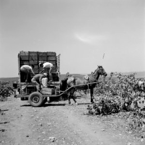 Druivenpluk in de wijngaarden van Zichron Jacob. Arbeiders laden een vrachtwagen, Bestanddeelnr 255-4896