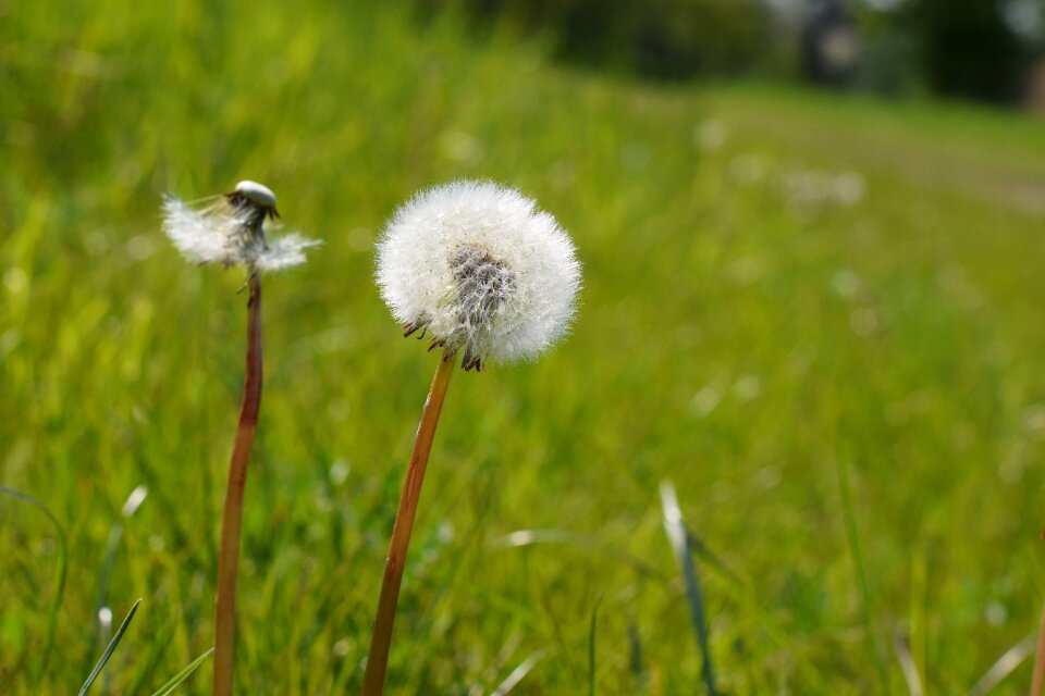 Flowers plant spring