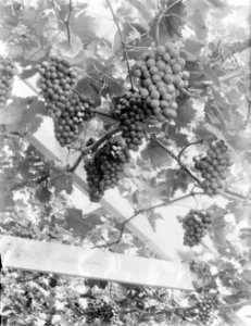 Druiven van kwekerij J van den Berg in Poeldijk, Bestanddeelnr 252-0906 photo
