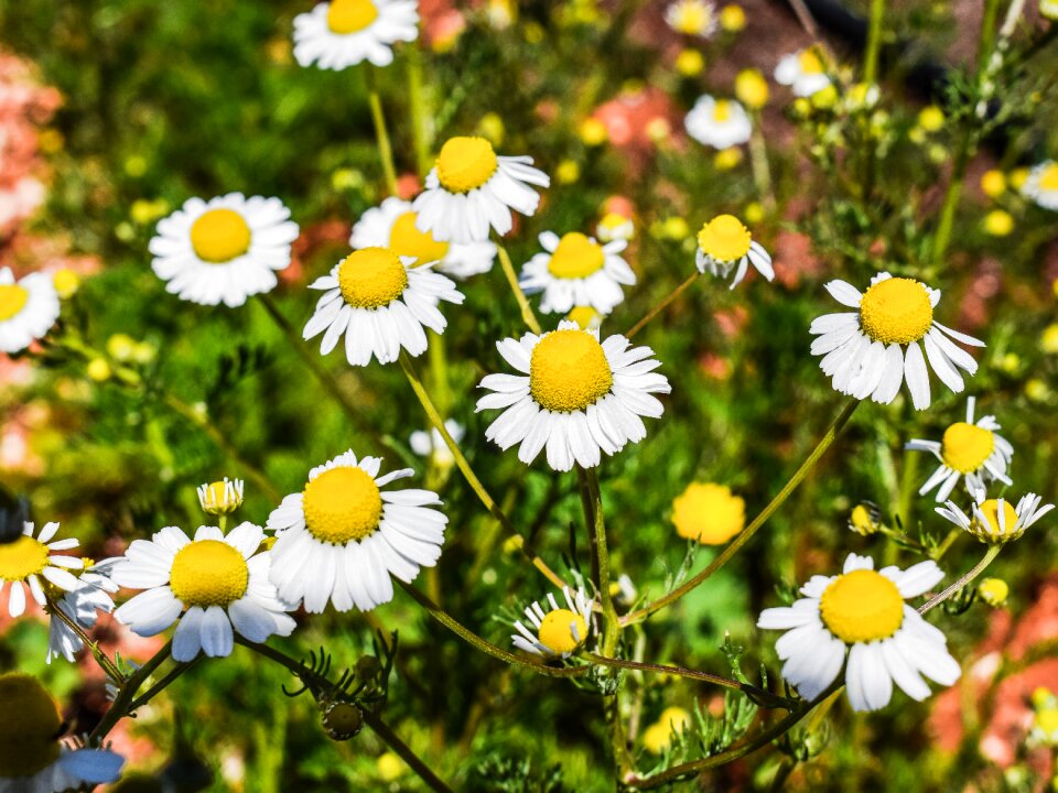 Organic herbal botany