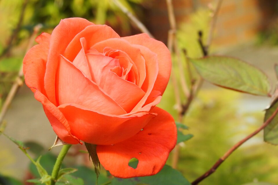 Rose bloom pink pink rose