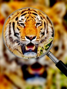 Beautiful dangerous big cat