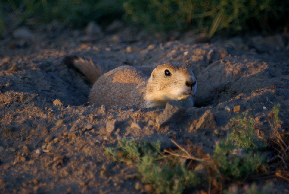 Prairie dog animal burrowing
