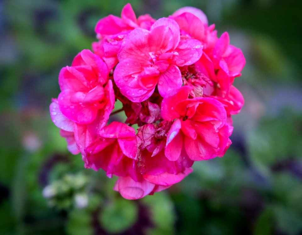 Dscf (259502011)