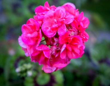 Dscf (259502011)