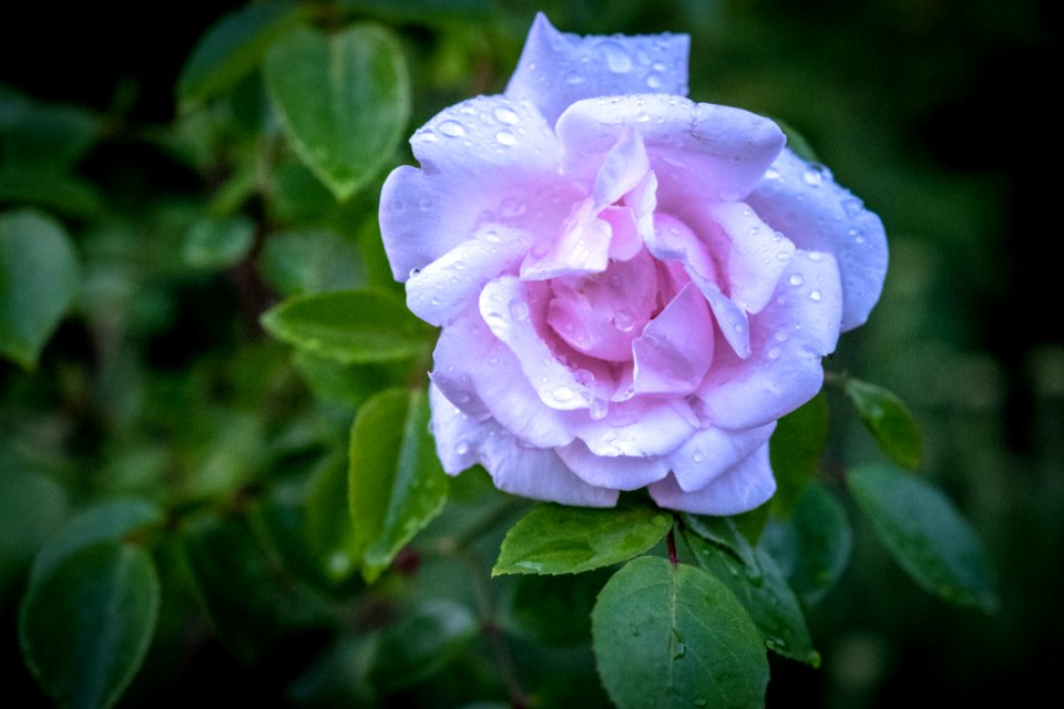 Dscf (259502121)