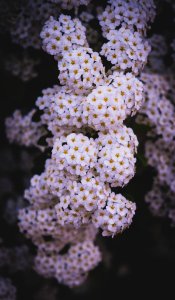 Dscf (259502839)
