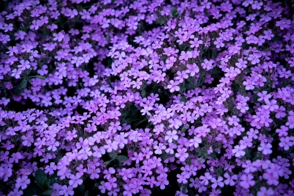 Dscf (259503035)