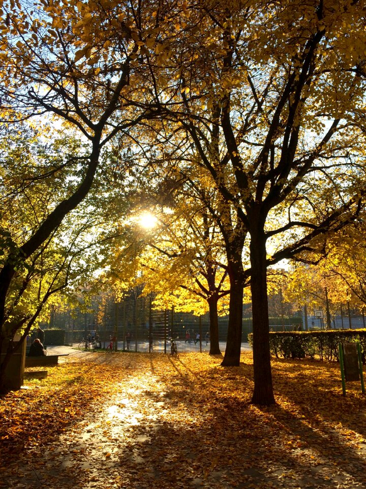 Sun leaves fall foliage