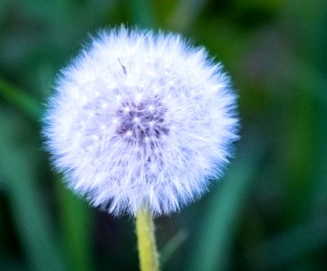 Dscf (259502575)