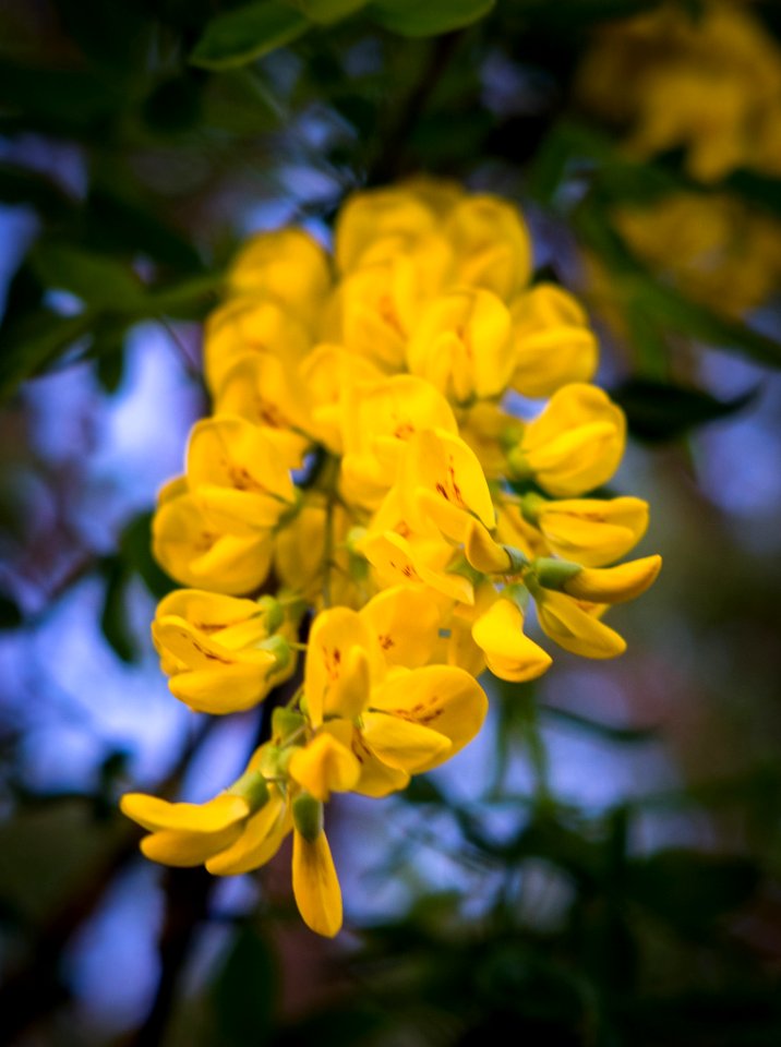 Dscf (259502797)