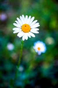 Dscf (259503181)