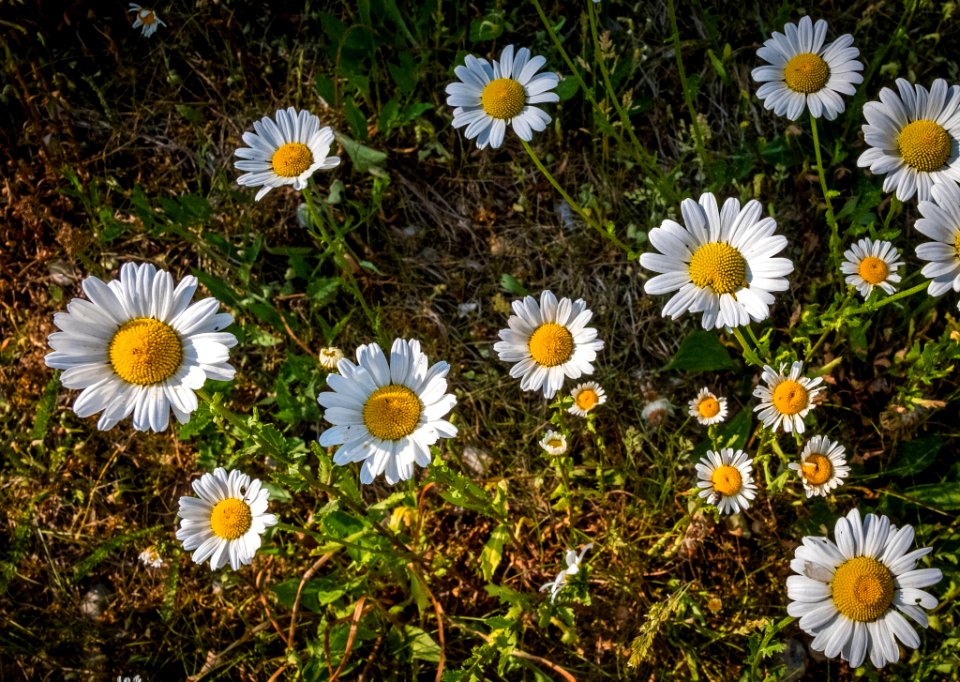 Dscf (259503153)