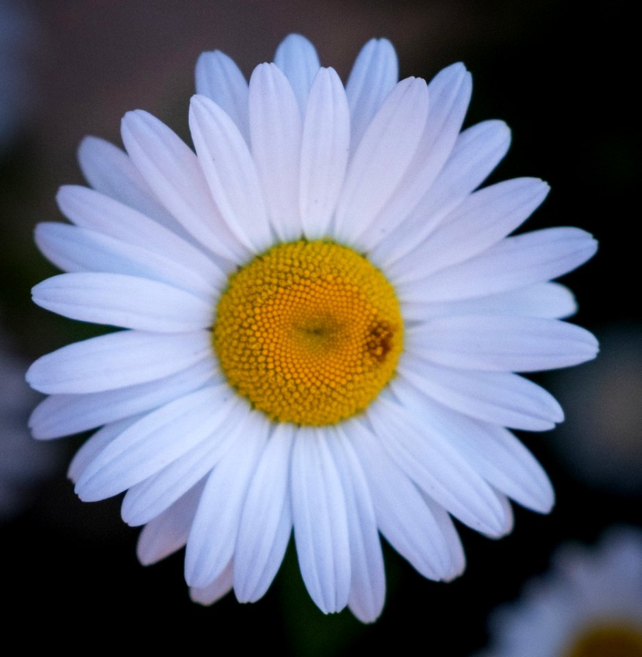 Dscf (259503289)