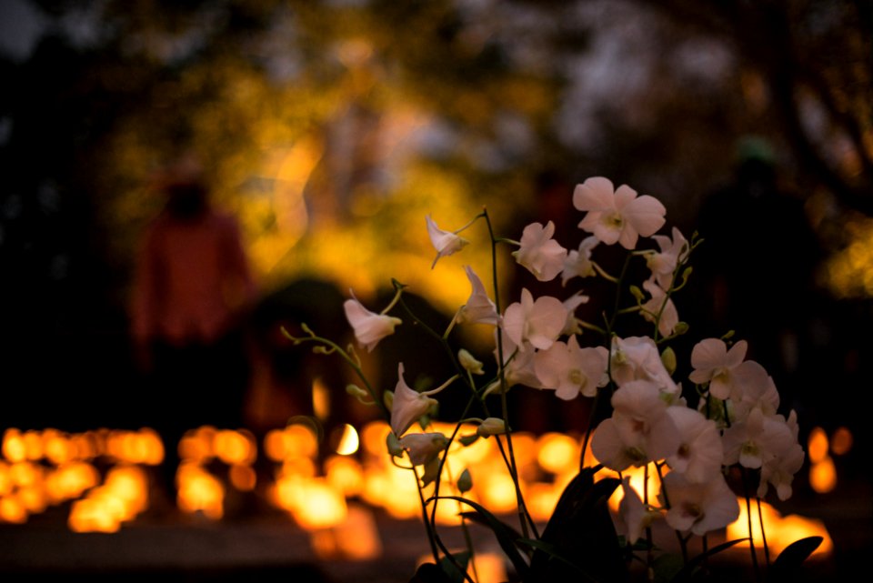 Dsc4162 50 Jpg (146497005)