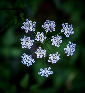 Dscf (259503383)