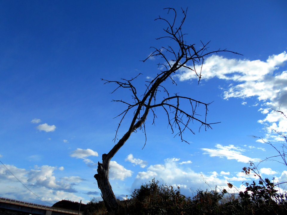 Dscn0037 Jpg (140443065)