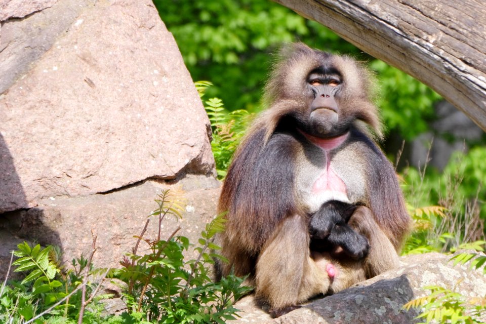 Dschelada-Maennchen.Tierpark.Friedrichsfelde