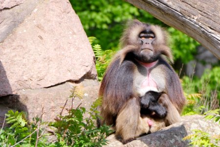 Dschelada-Maennchen.Tierpark.Friedrichsfelde