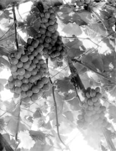 Druiven van kwekerij J van den Berg in Poeldijk, Bestanddeelnr 252-0907 photo
