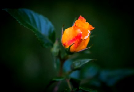 Dscf (259503573)