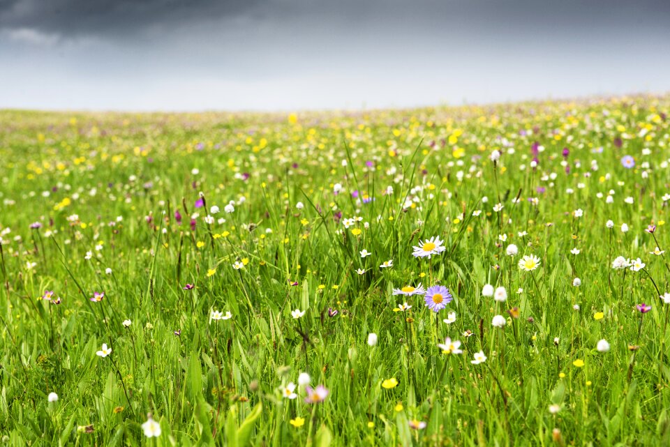 River grassland prairie