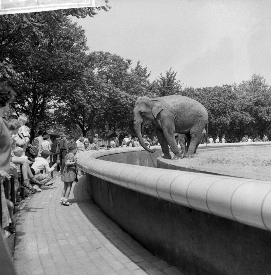 Drukte in Blijdorp Olifant als trekpleister, Bestanddeelnr 912-7750