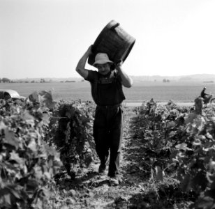 Druivenplukker met een vat vol druiven op zijn schouder, Bestanddeelnr 254-0268