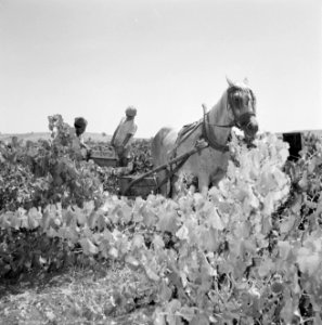 Druivenpluk in de wijngaarden van Zichron Jacob. Twee druivenplukkers zetten een, Bestanddeelnr 255-4899