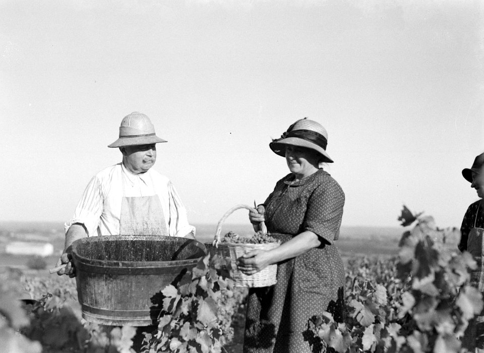 Druivenplukkers in de wijngaarden van de Beaujolais, Bestanddeelnr 191-0300