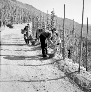 Druivenplukkers aan het werk, Bestanddeelnr 254-4144