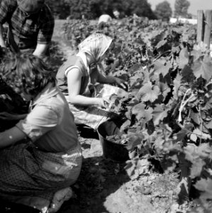 Druivenpluk in de wijngaarden van de Beaujolais, Bestanddeelnr 254-0273
