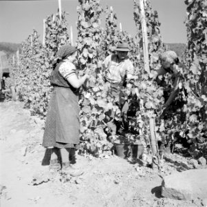 Druivenplukkers aan het werk, Bestanddeelnr 254-4159