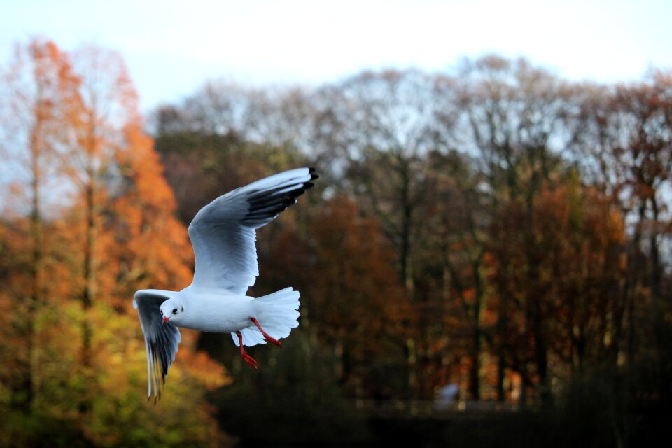 Nature animal motion