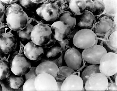 Druiven, Bestanddeelnr 252-0643 photo