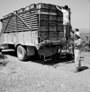 Druivenpluk in de wijngaarden van Zichron Jacob. Een volgeladen vrachtwagen met , Bestanddeelnr 255-4895