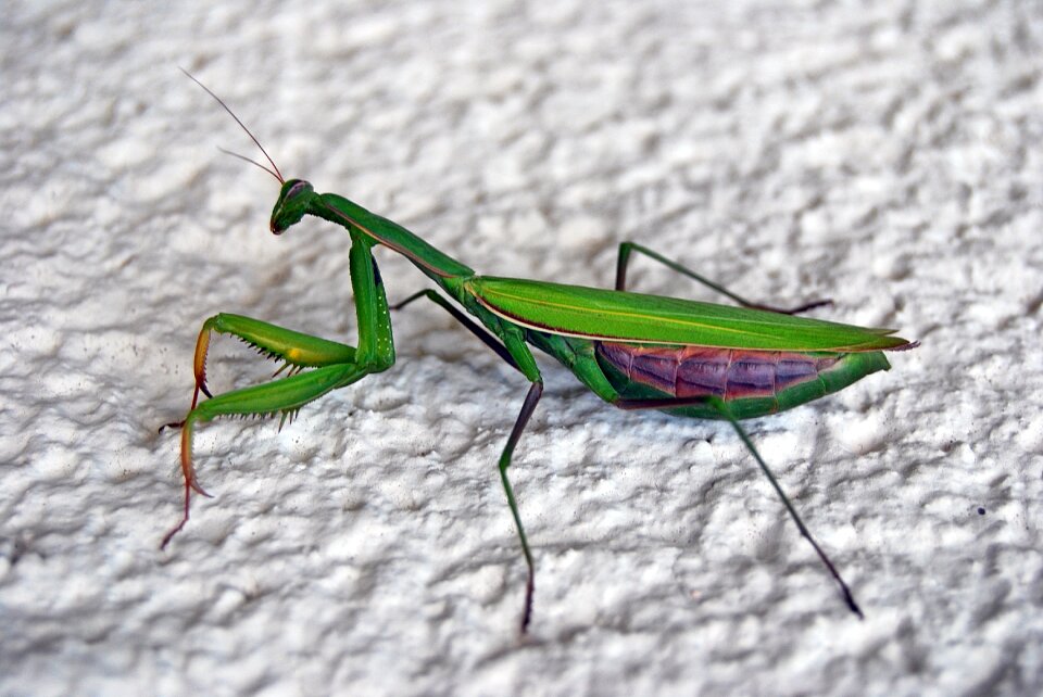 Insect viridissima heupferdchen